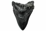 Fossil Megalodon Tooth - South Carolina #300234-1